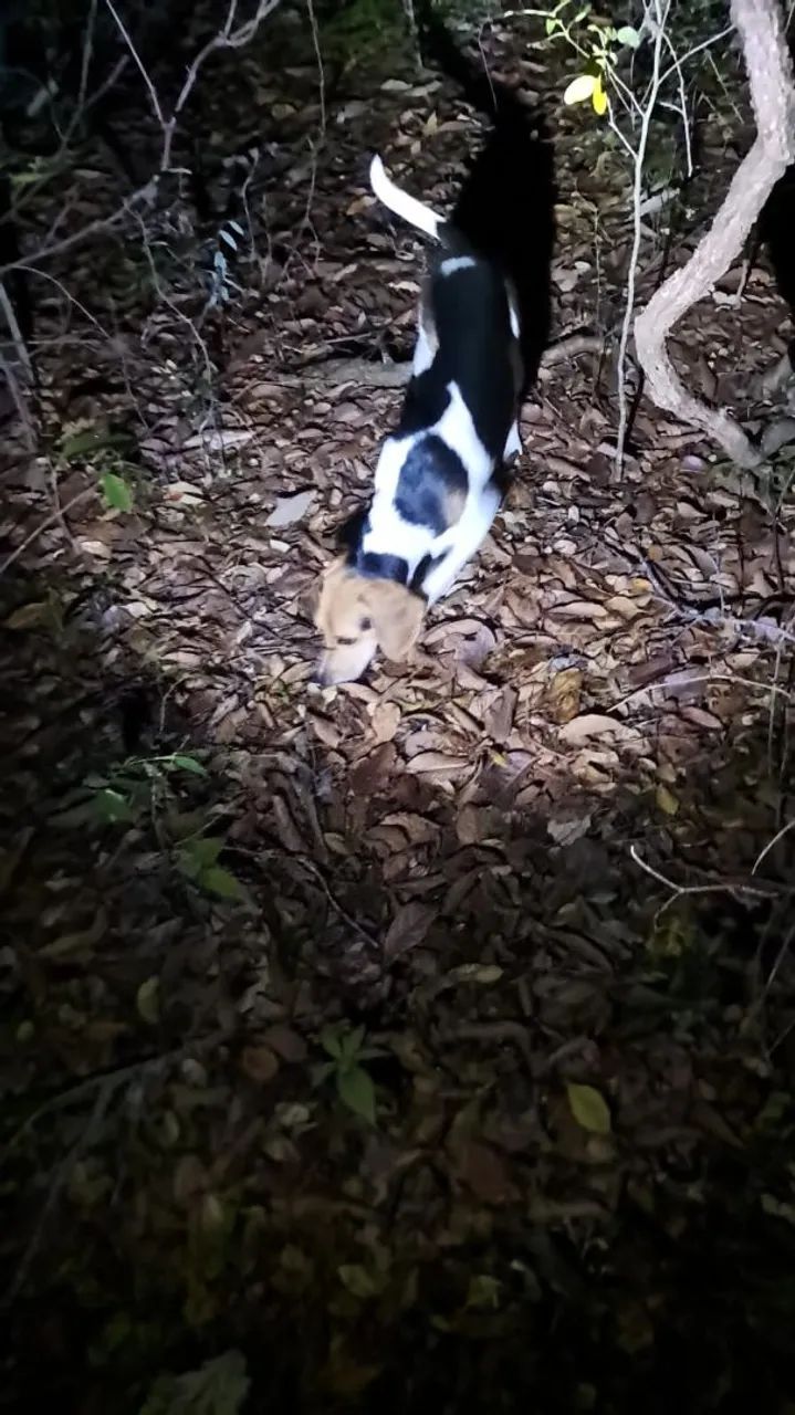 Beagle com americano  - Foto 3