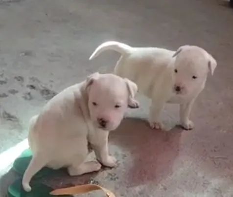 Pitbull 