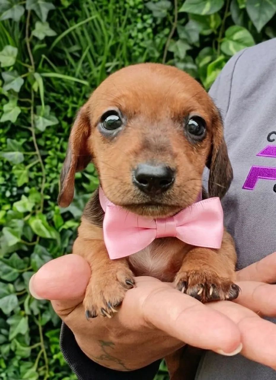 Filhote Dachshund 437443597718661122