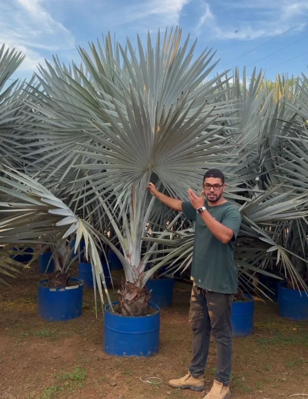  PLANTAS PARA PROJETOS DE PAISAGISMO