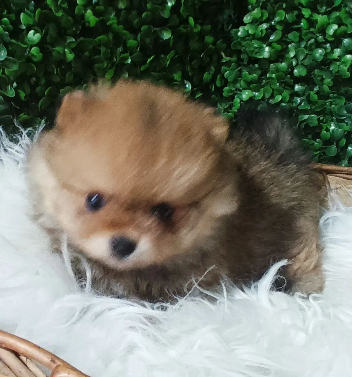 Lulu da Pomerânia anã fêmea  - Foto 4