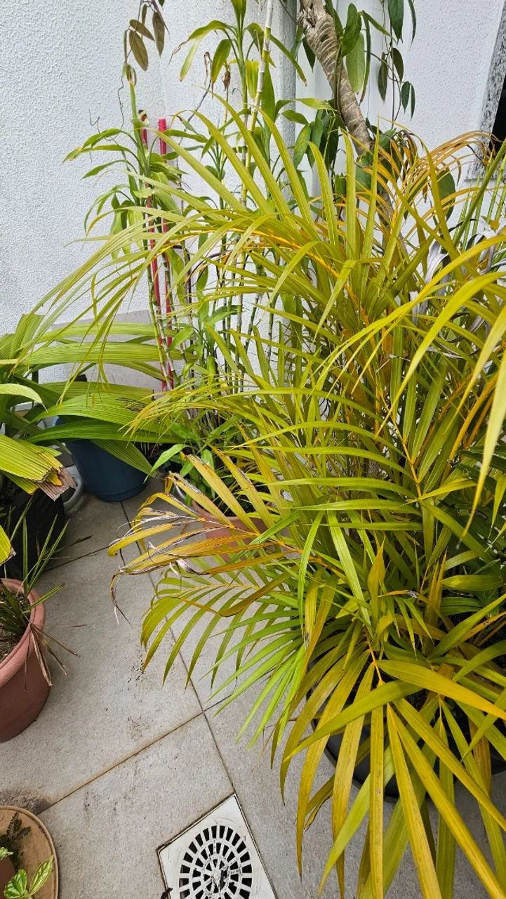Combo de Vasos e plantas - Foto 3