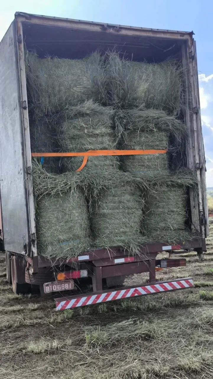 Feno Massai verde cavalo 85kg CARGA FECHADA 