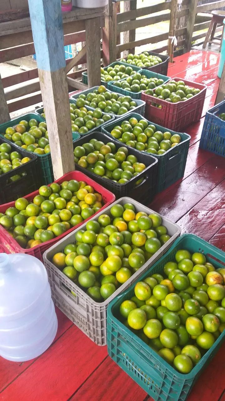 SITIO PRODUTIVO - Foto 5