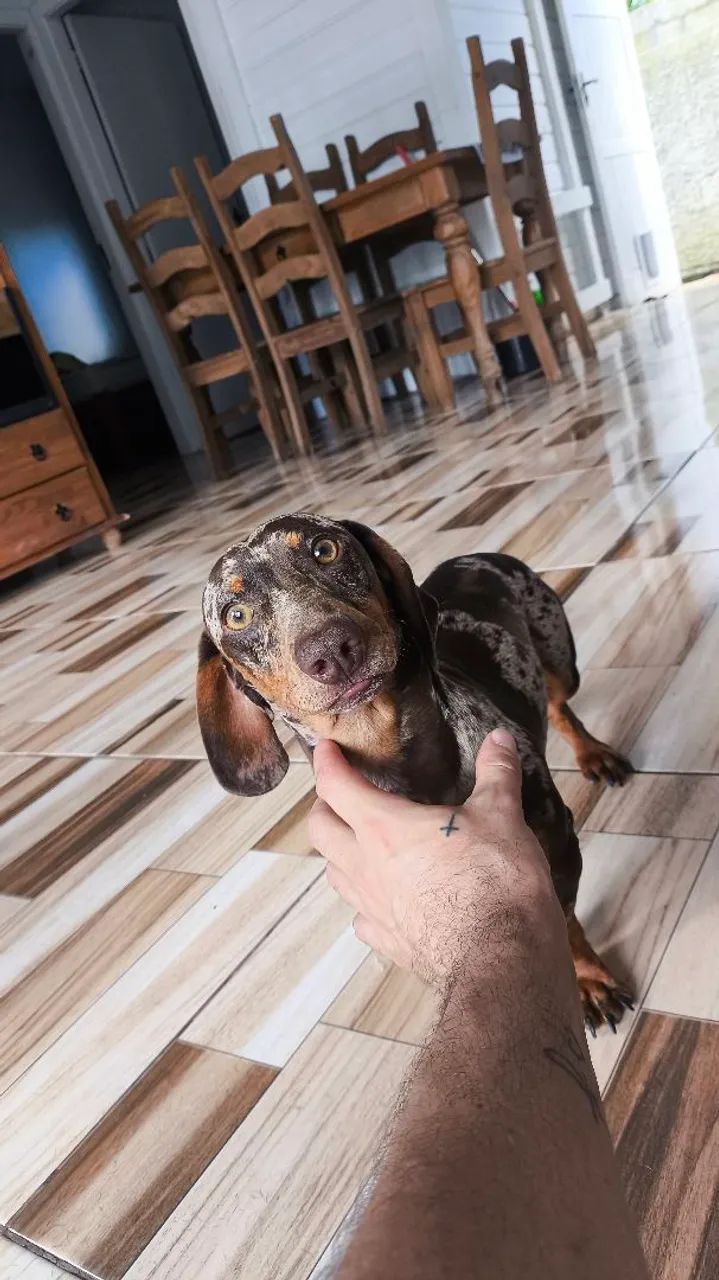 Dacshund procurando namorada  - Foto 3
