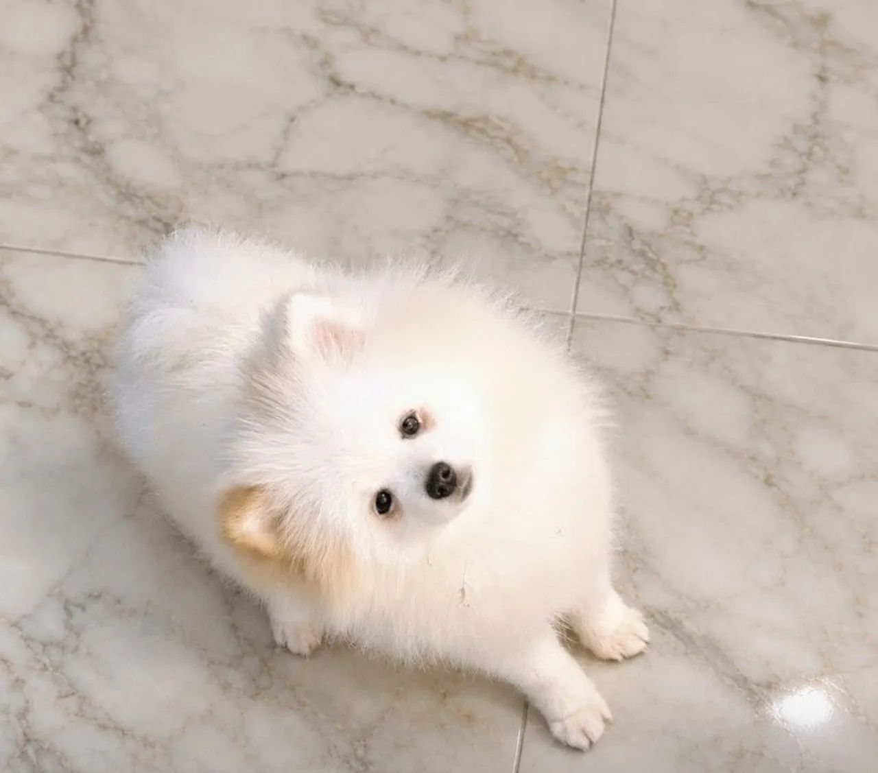 Lulu da Pomerânia Anão MACHO Spitz alemão anão  - Foto 2
