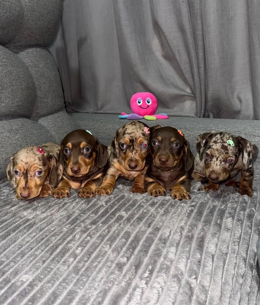 DACHSHUND CHOCOLATE - Foto 2