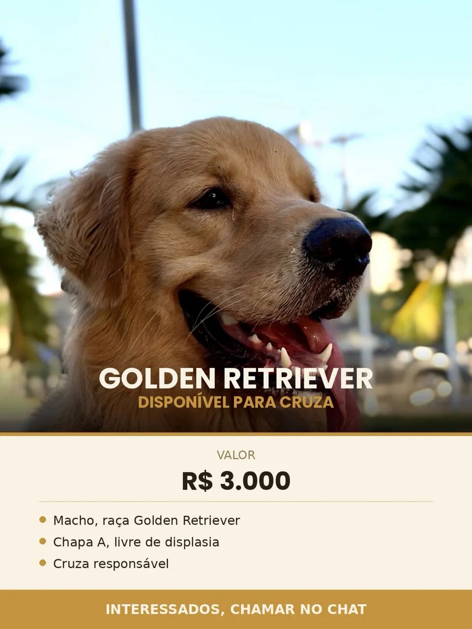 Golden macho para cruza - Fortaleza