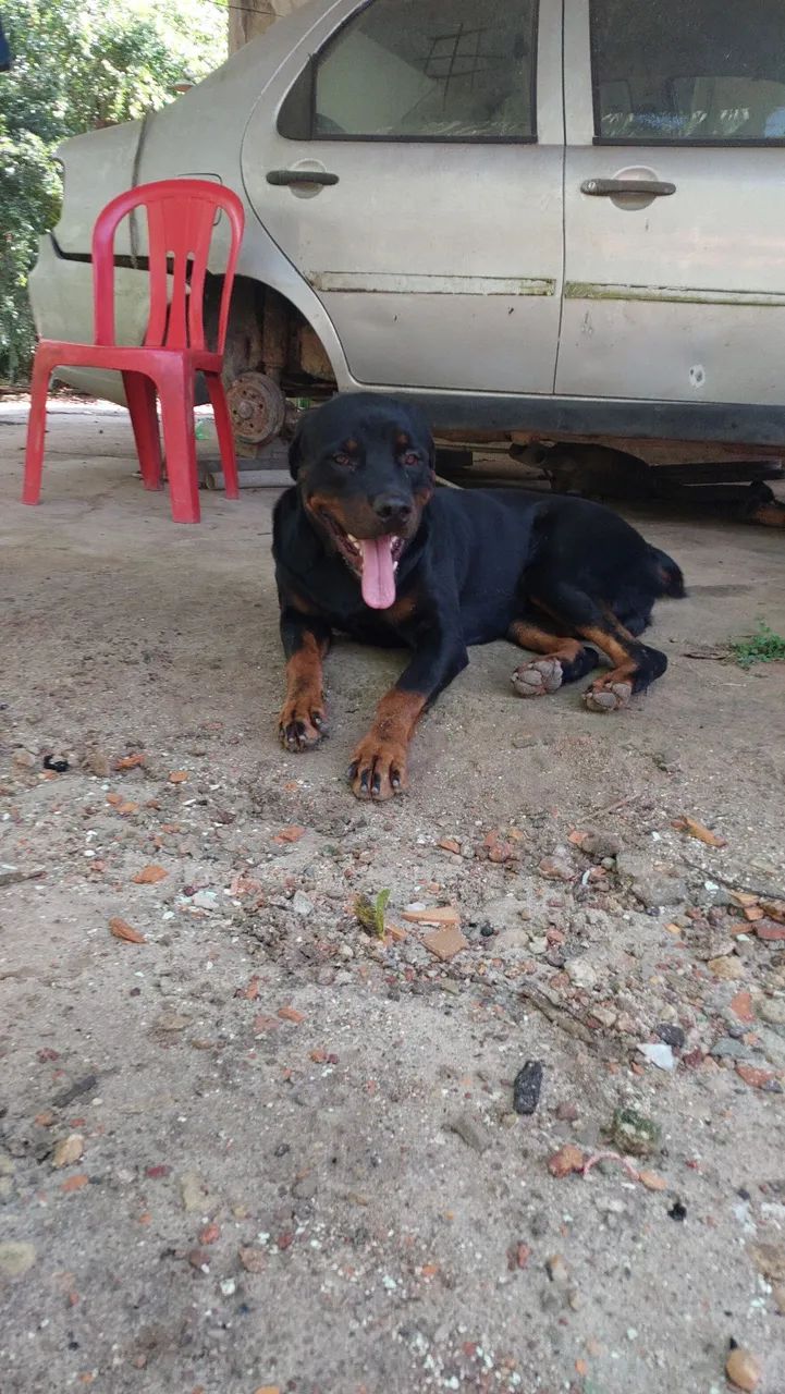 Disponível para cruzar  - Foto 5