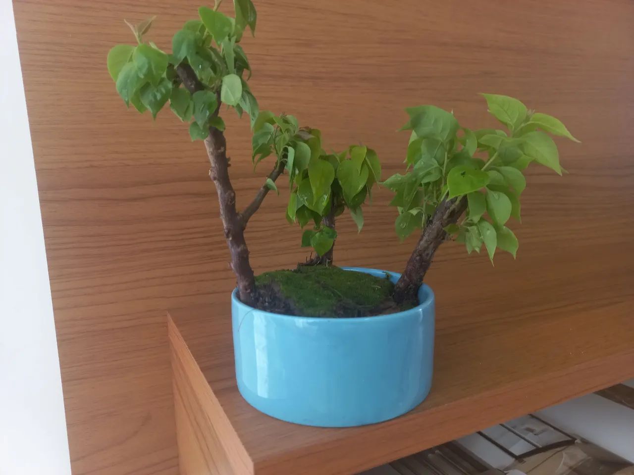 BONSAI buggaville bosque