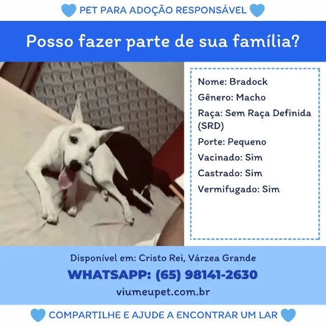 Cachorro macho 