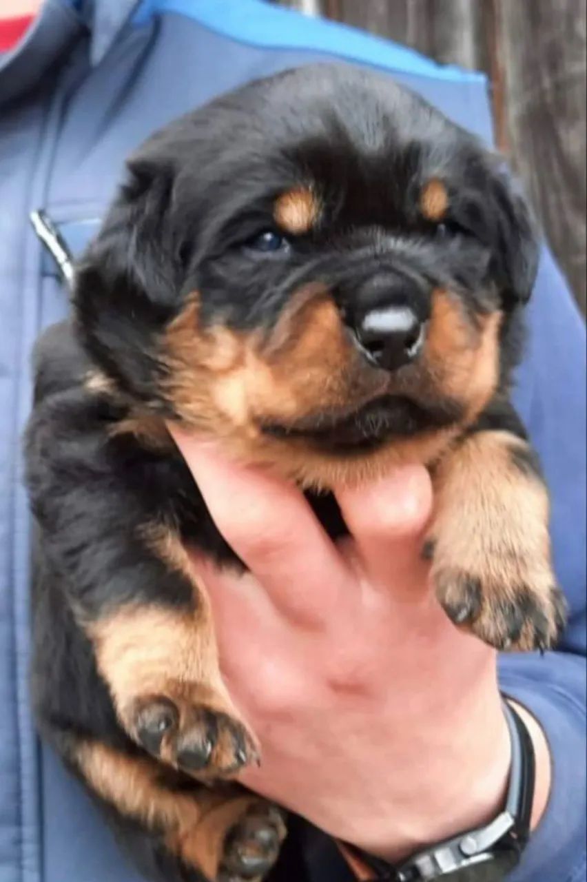 Rottweiler disponivel