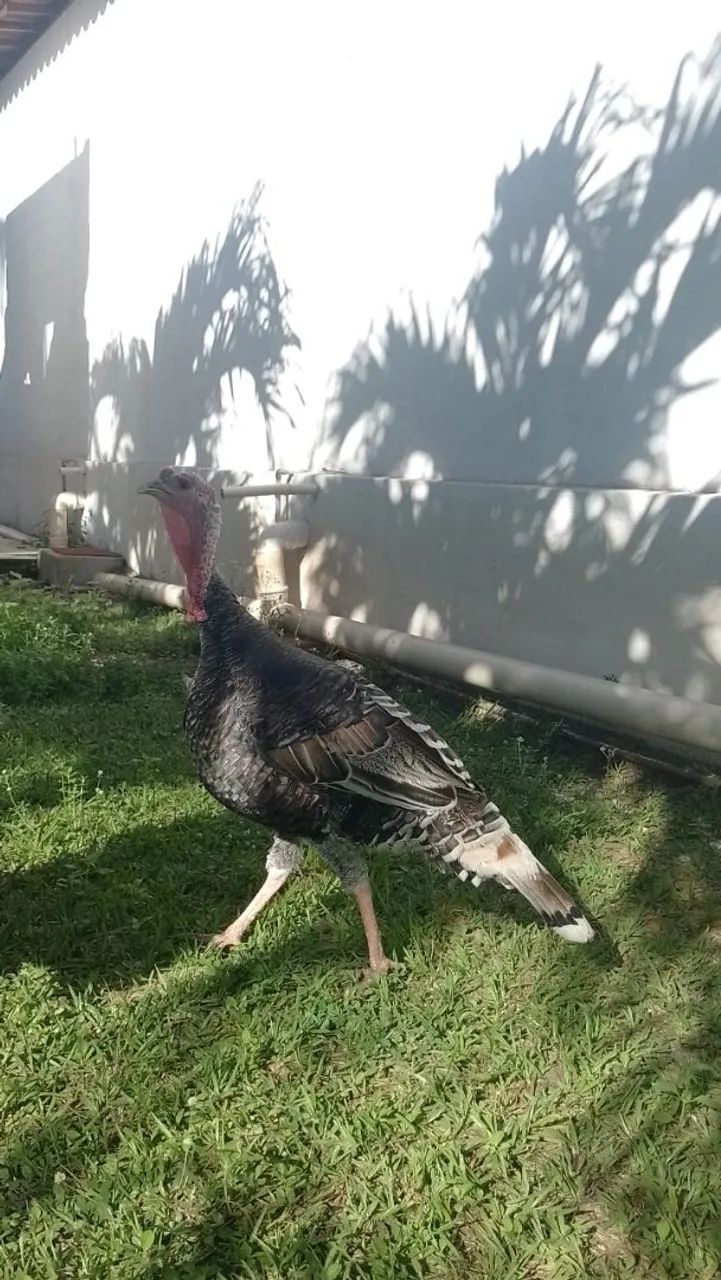 Peru reprodutor e frangos de perus  - Foto 2