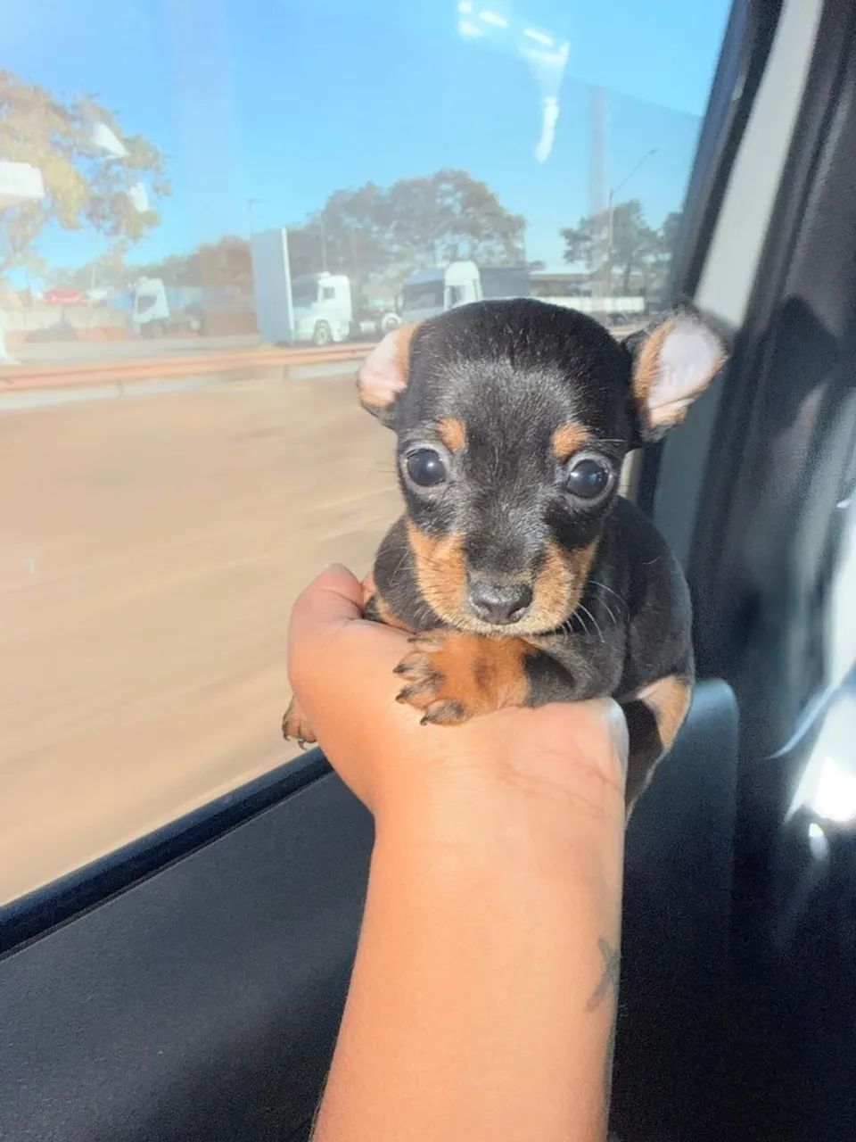 Filhotes de pinscher  - Foto 4