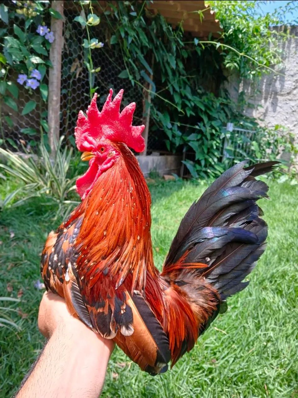 Galinho - Foto 2