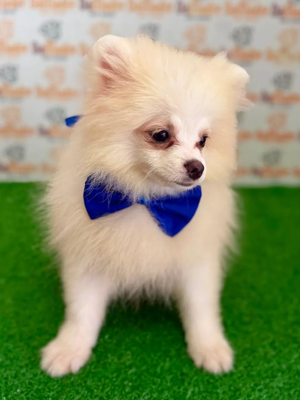 Spitz Alemão Macho  - Foto 2