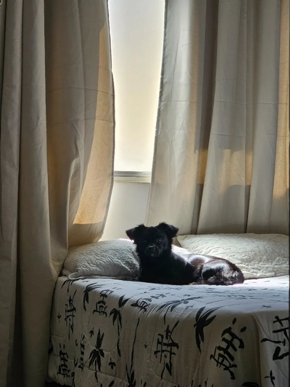 Cachorro  - Foto 2