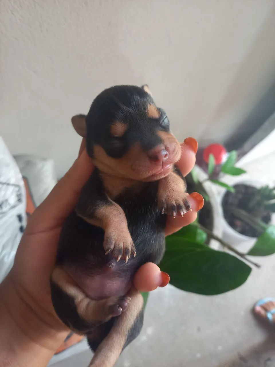  Cachorros  - Foto 2