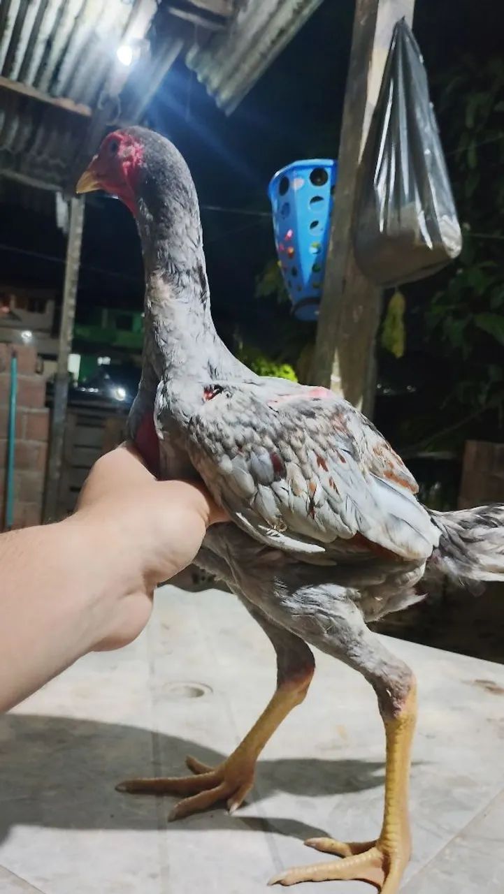 Galo e galinha de raça 