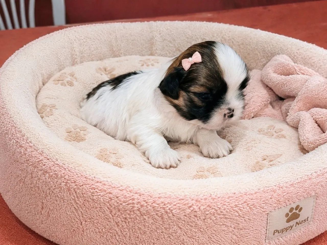 Shihtzu fêmea e macho  - Foto 2