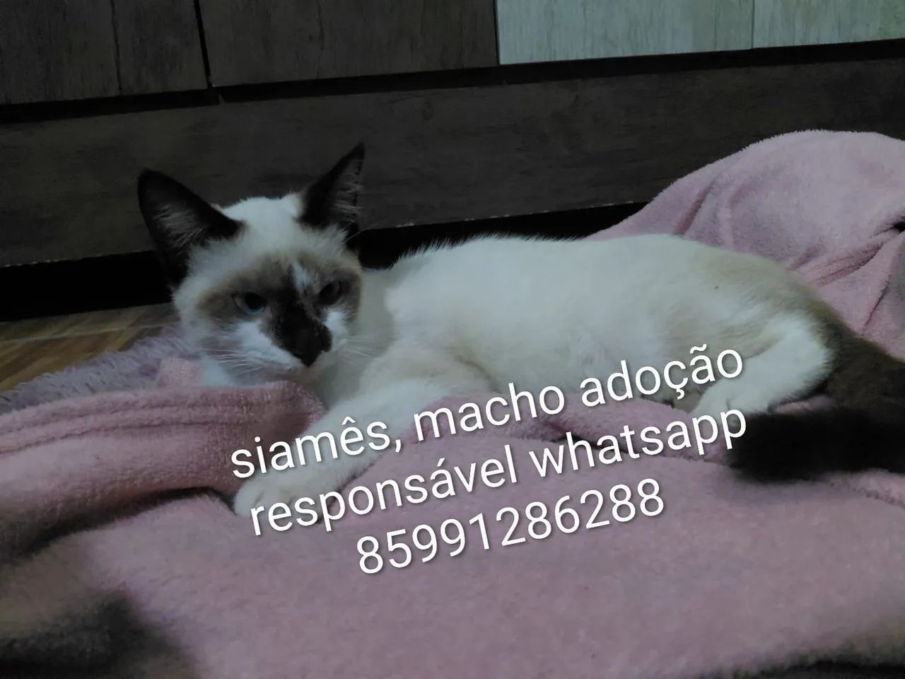 Gatos fofos pra adoção responsável  - Foto 6