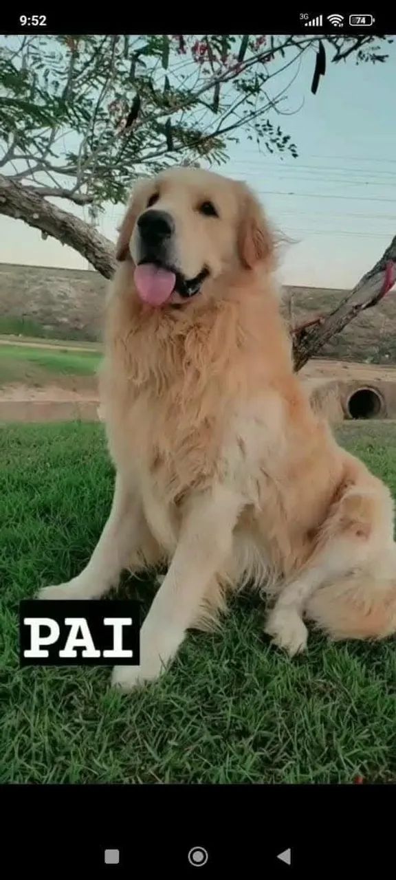 Golden Retrivier  - Foto 4