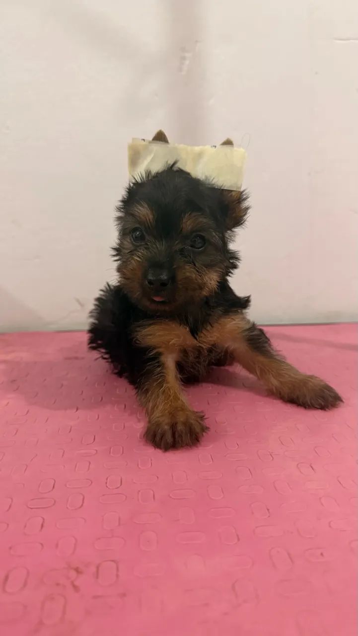 Yorkshire terrier 