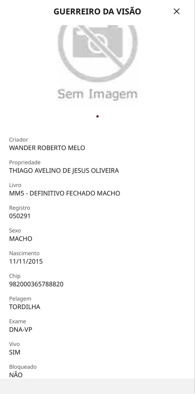 Cavalo mangalarga marchador registrado - Foto 4