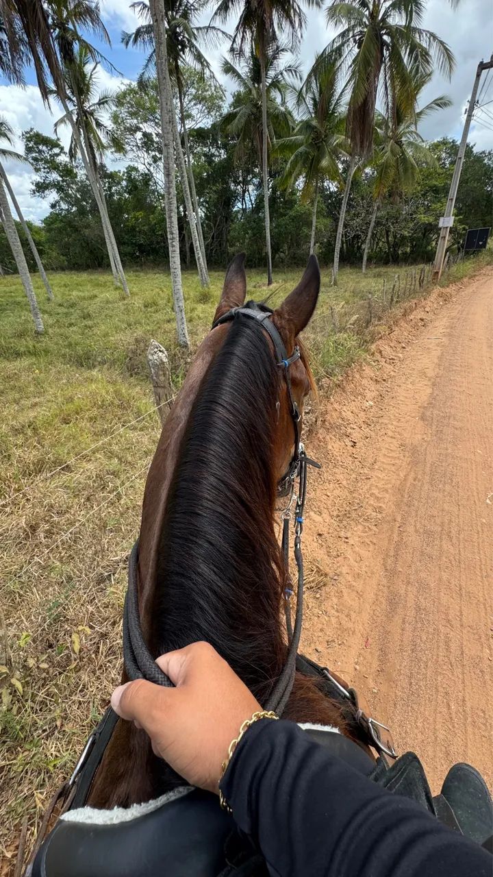 Vende-se cavalo quarto de milha sem documento 