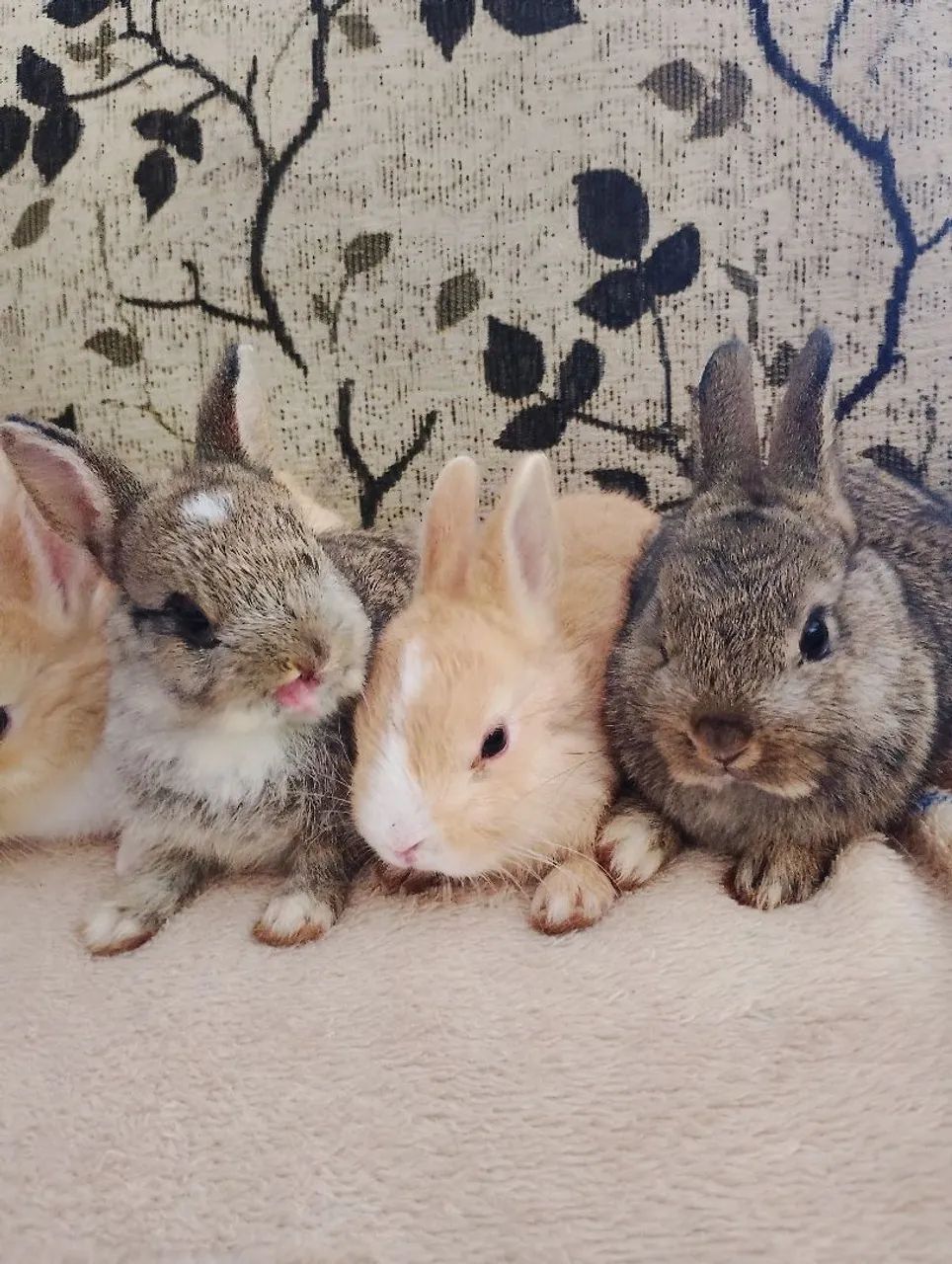 Coelhos mini  - Foto 2