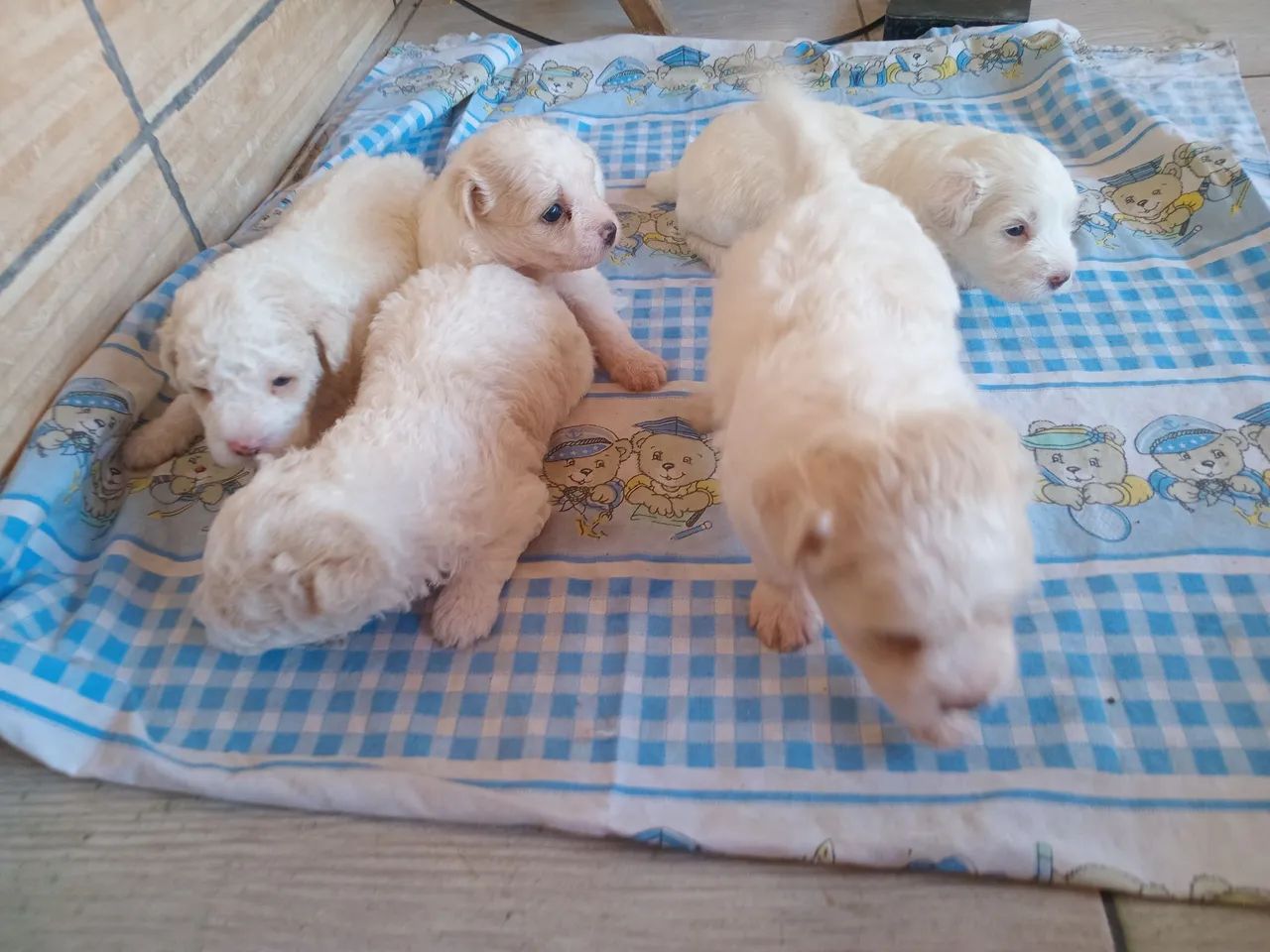Filhotes De poodles - Foto 3