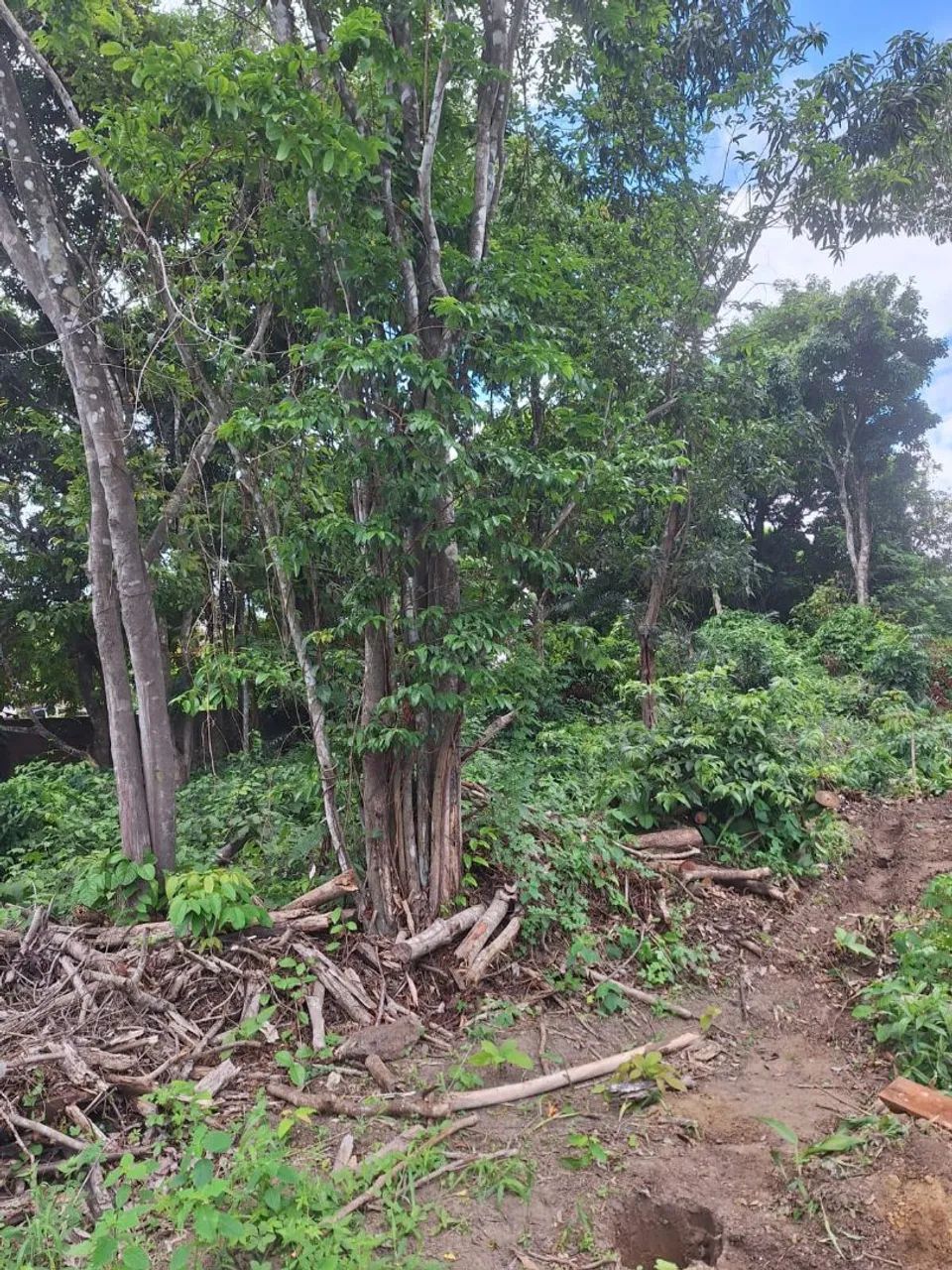 Vendo terreno 10x20,entrada e parcelas  - Foto 5