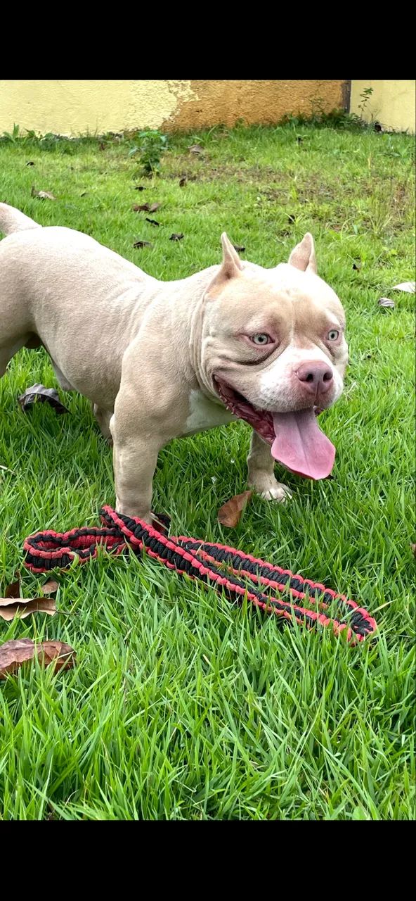 American Bully  - Foto 4