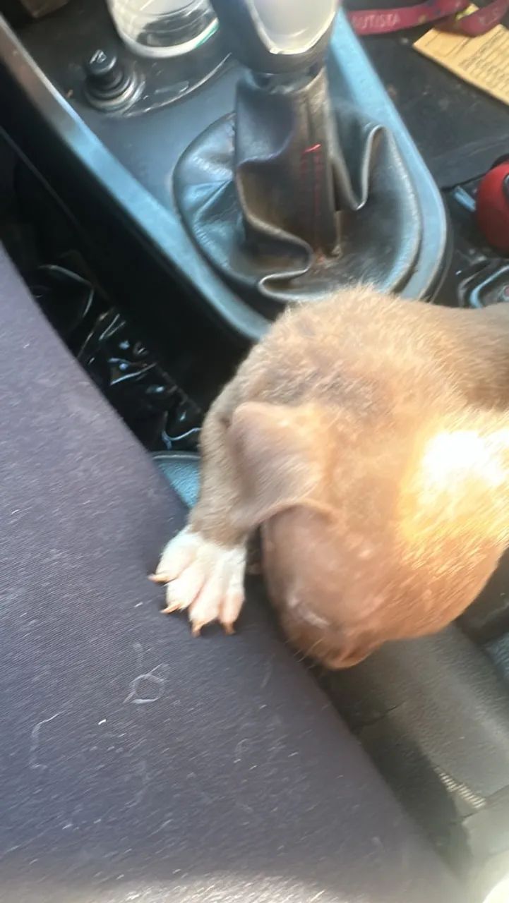 Pitbull 