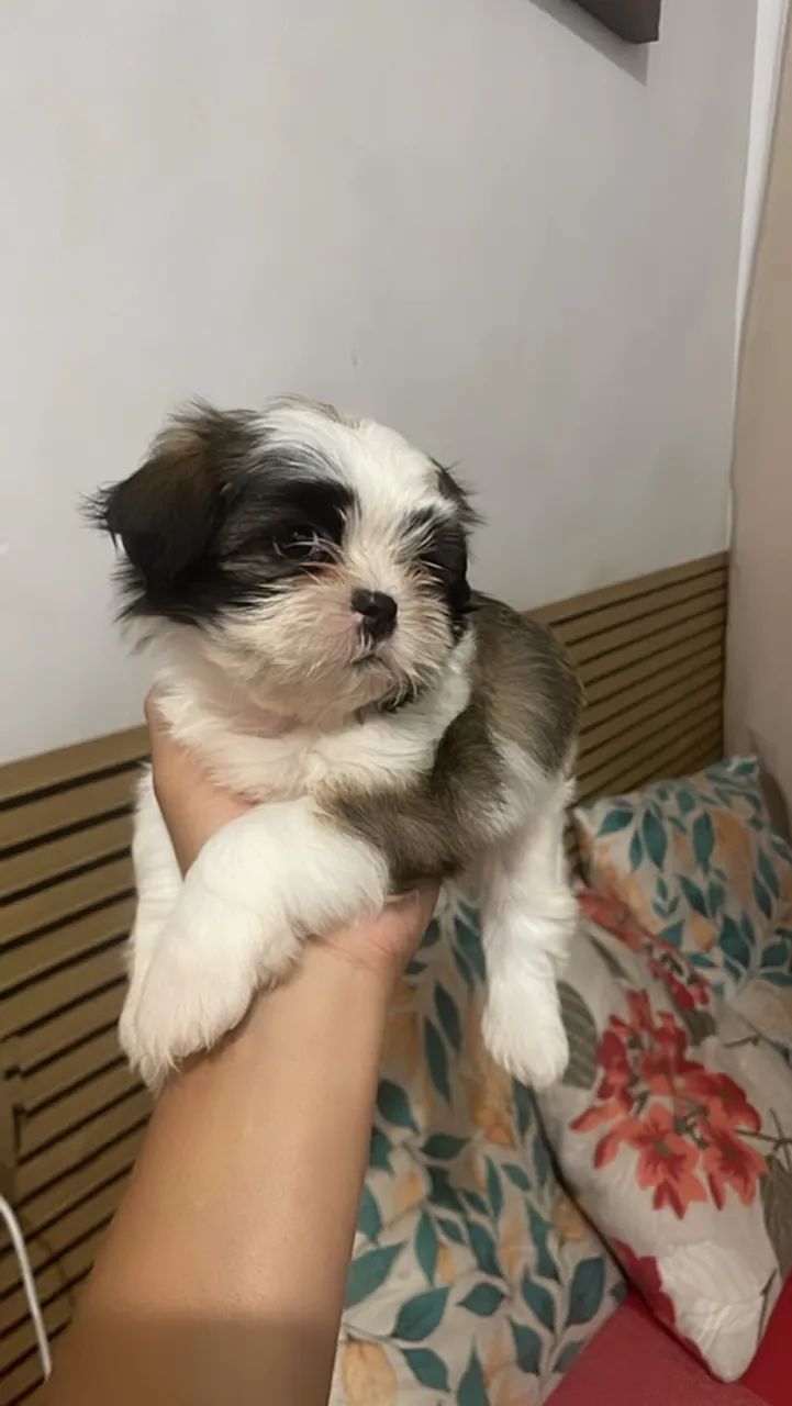Cachorros - Foto 4