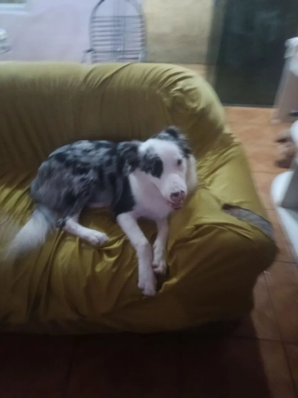 Border Collie  - Foto 5