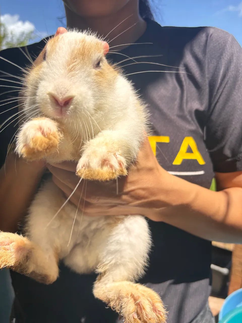 Procuro coelho macho para cruzar com a minha fêmea  - Foto 4