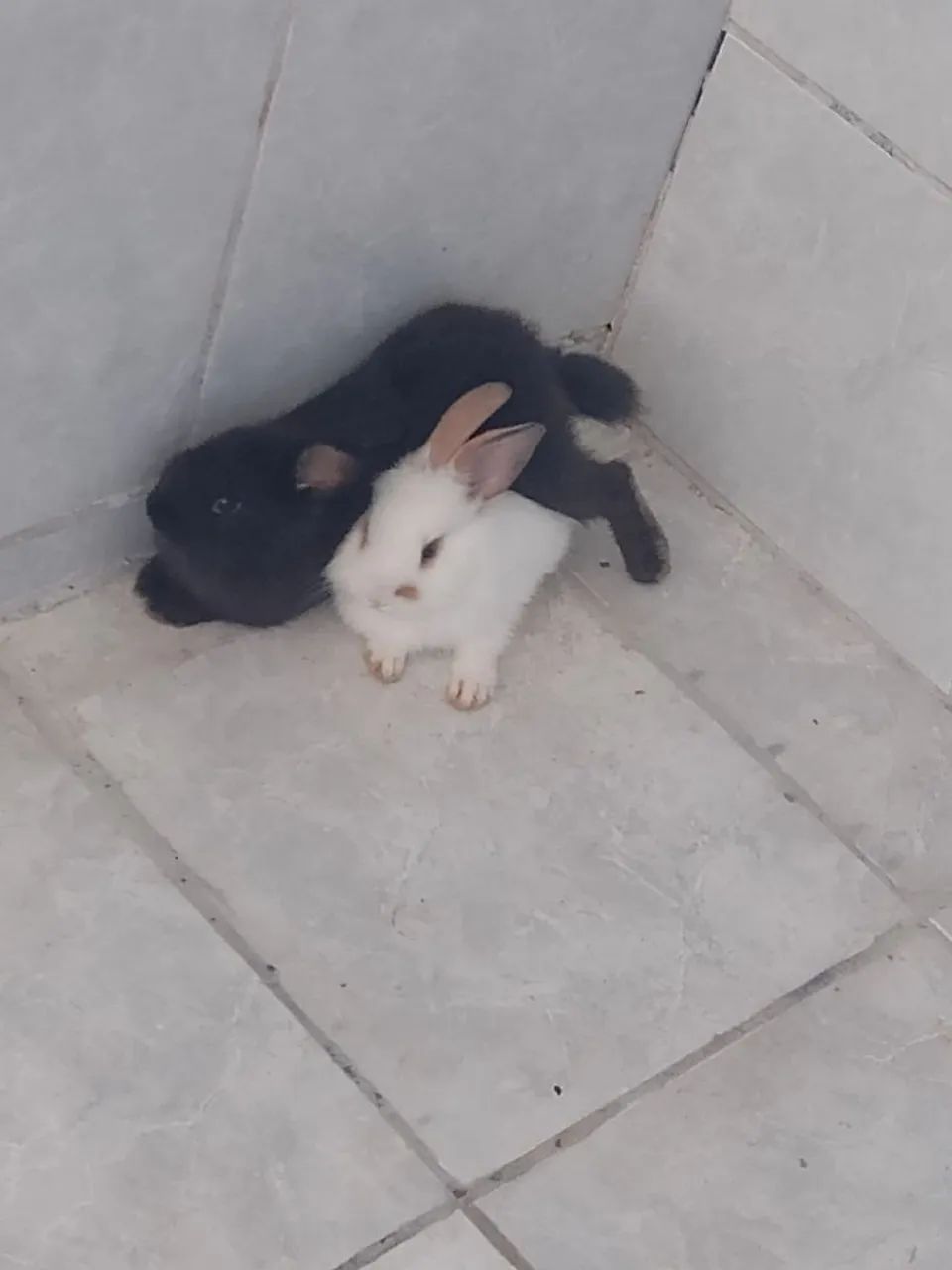 2 coelhos para doação - Foto 4