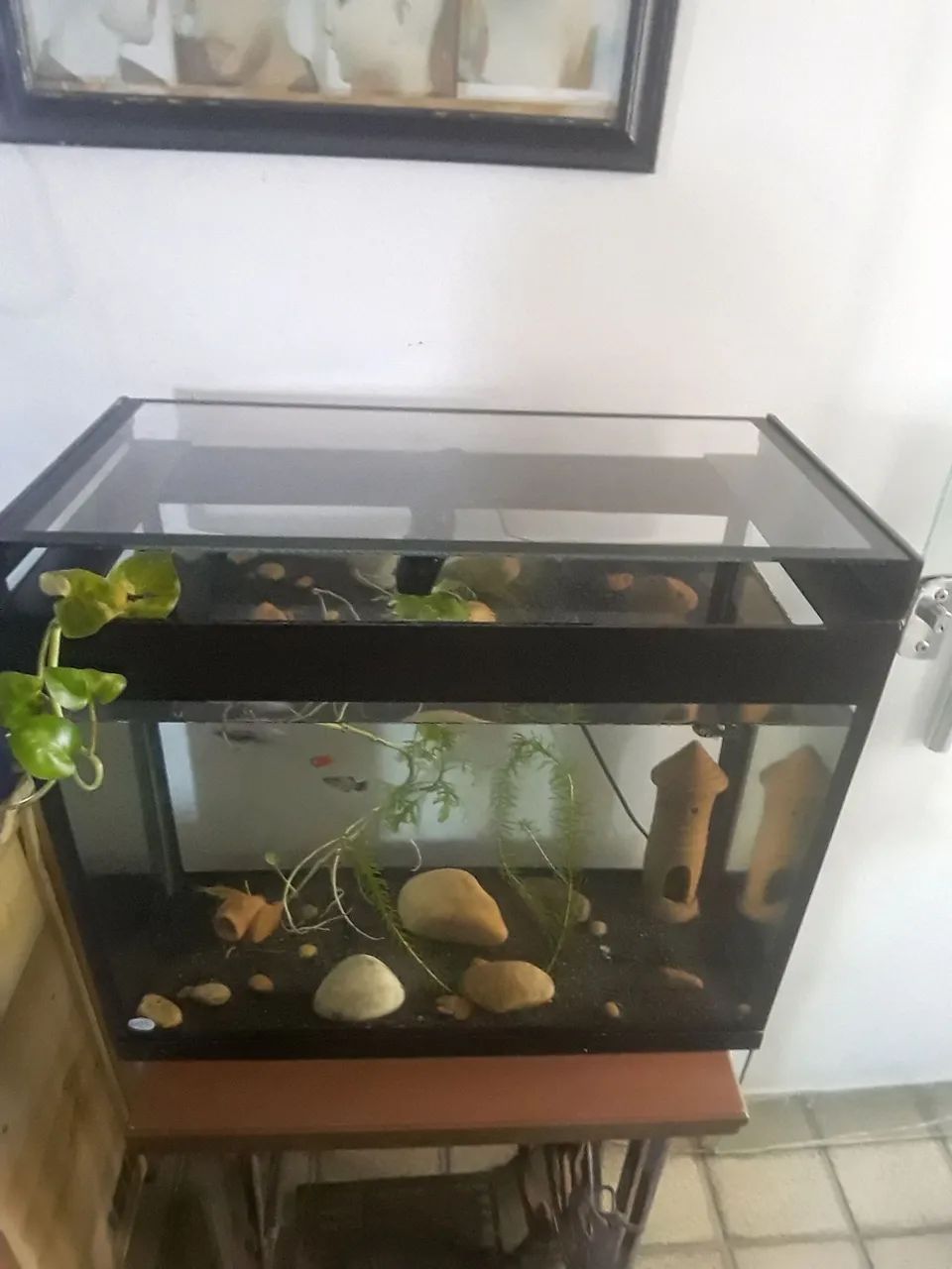 Aquario - Foto 3