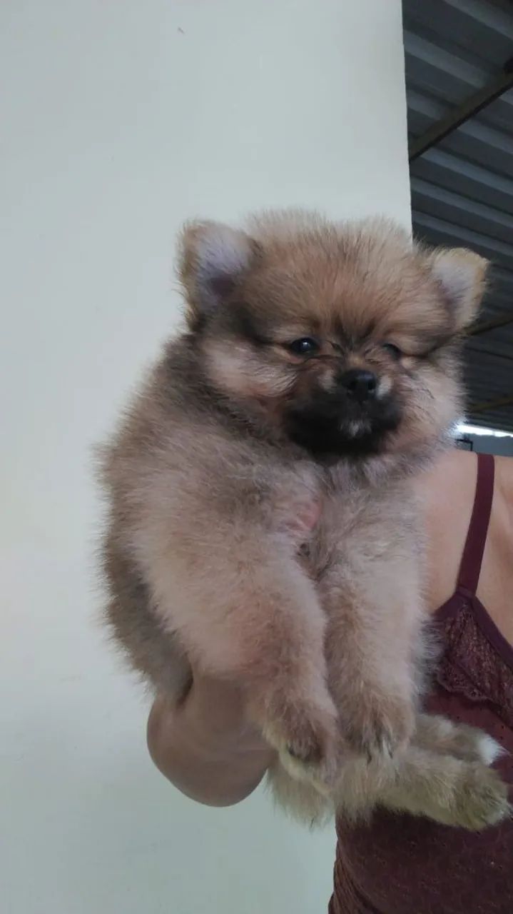 Vendo Spitz alemão anão  - Foto 5