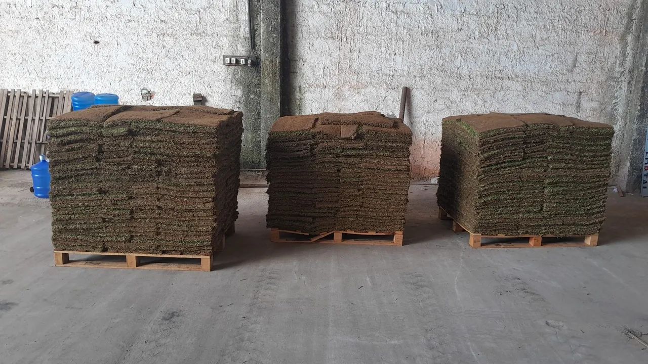 Grama Esmeralda  - Foto 2