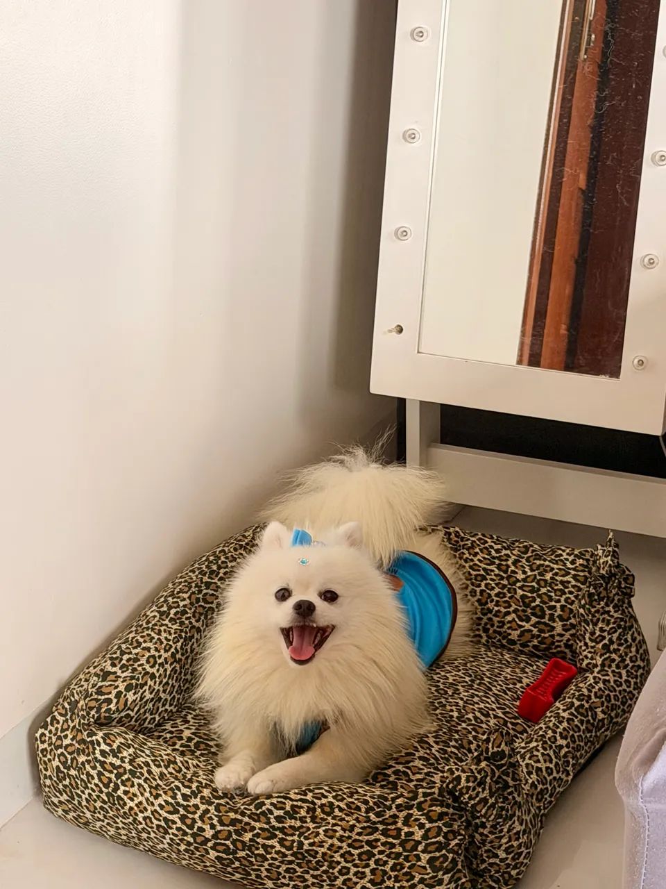 Spitz alemão  - Foto 2