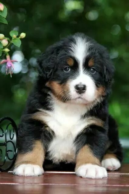 Bernese Carinho que segue com você