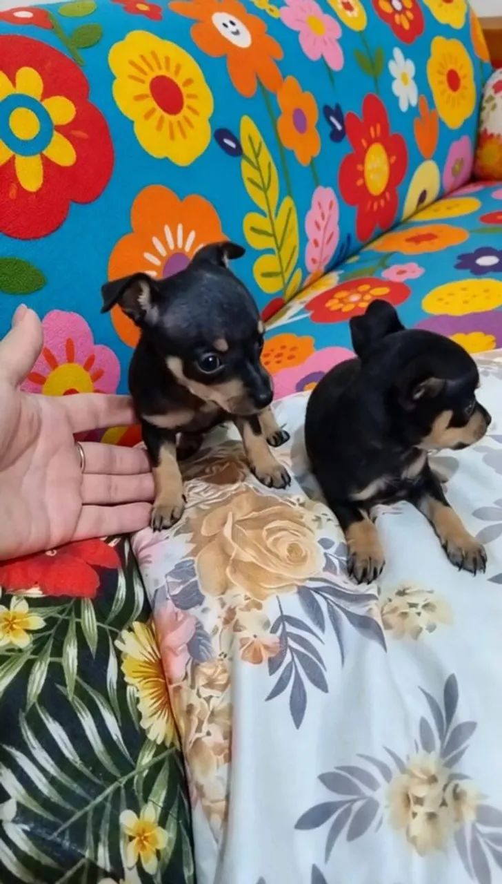 Cachorrinhos Pincher e Spitz Alemão  - Foto 5