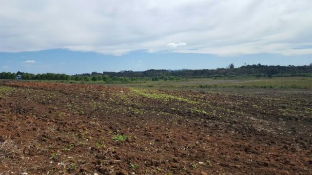 Chácara com 242.000 m² Rincão Tijucas do Sul - Foto 5