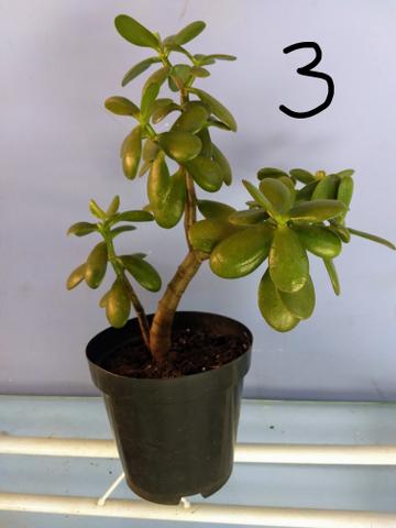 Suculenta Árvore da Felicidade - Foto 3
