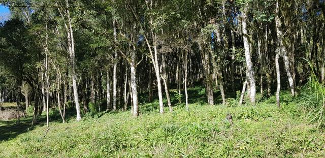 Vendo área para formar chácara em Mandirituba localidade Guapiara 12.000 metros. - Foto 4