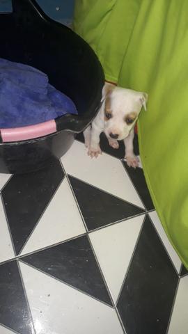 Cachorro pitbull - Foto 2