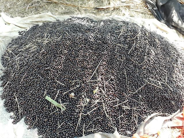 Polpa de Açaí