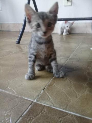 Doação De Filhotes De Gato - Foto 6